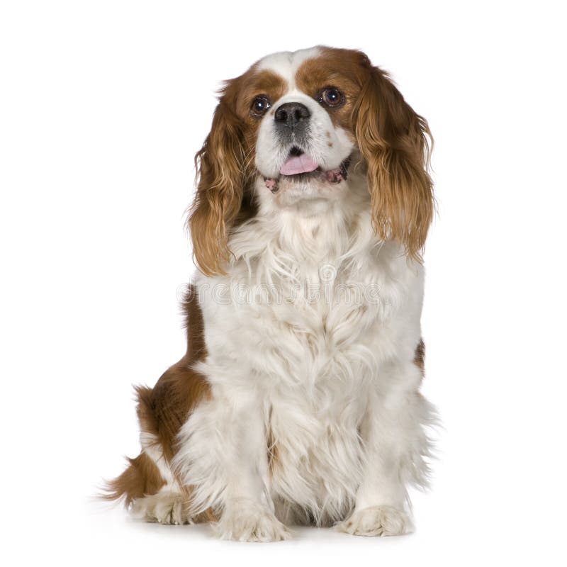 Cavalier King Charles Spaniel (8 years)