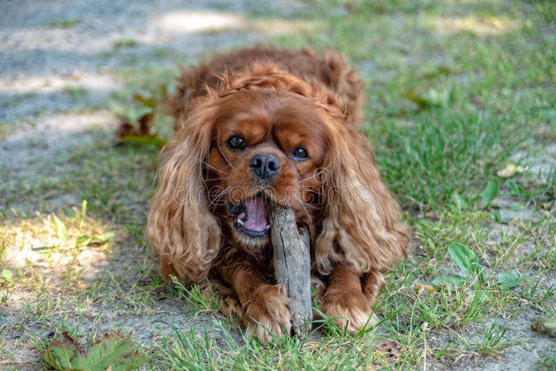 king charles cavalier brown king charles cavalier brown
