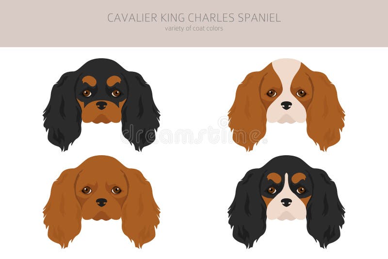 cavalier king charles spaniel colors
