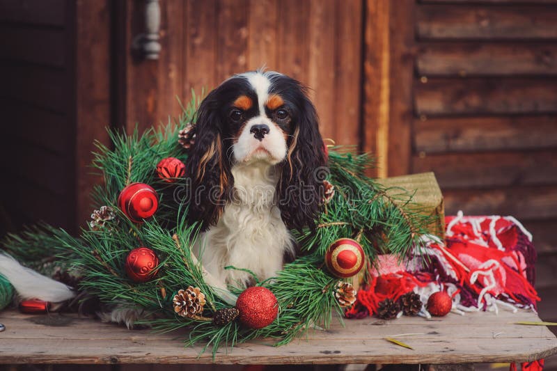 Cavalier king charles spaniel dog with christmas decorations at cozy wooden country house