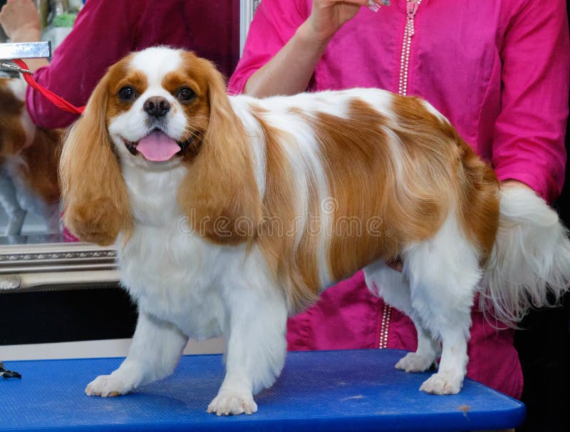 grooming a cavalier king charles spaniel grooming a cavalier king charles spaniel
