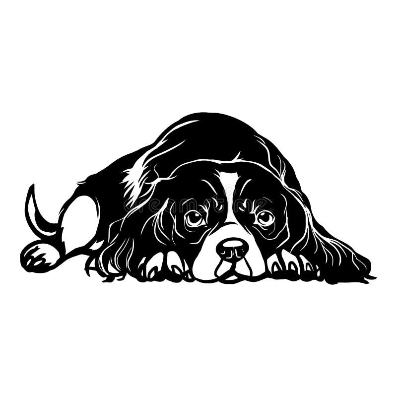 Cavalier king charles spaniel perro tumbado cavalier king charles spaniel vector stock ilustración aislada en blanco. Cavalier king charles spaniel perro tumbado cavalier king charles spaniel raza de perro material vectorial ilustración aislada en fondo blanco. happycavalier king charles spaniel pet