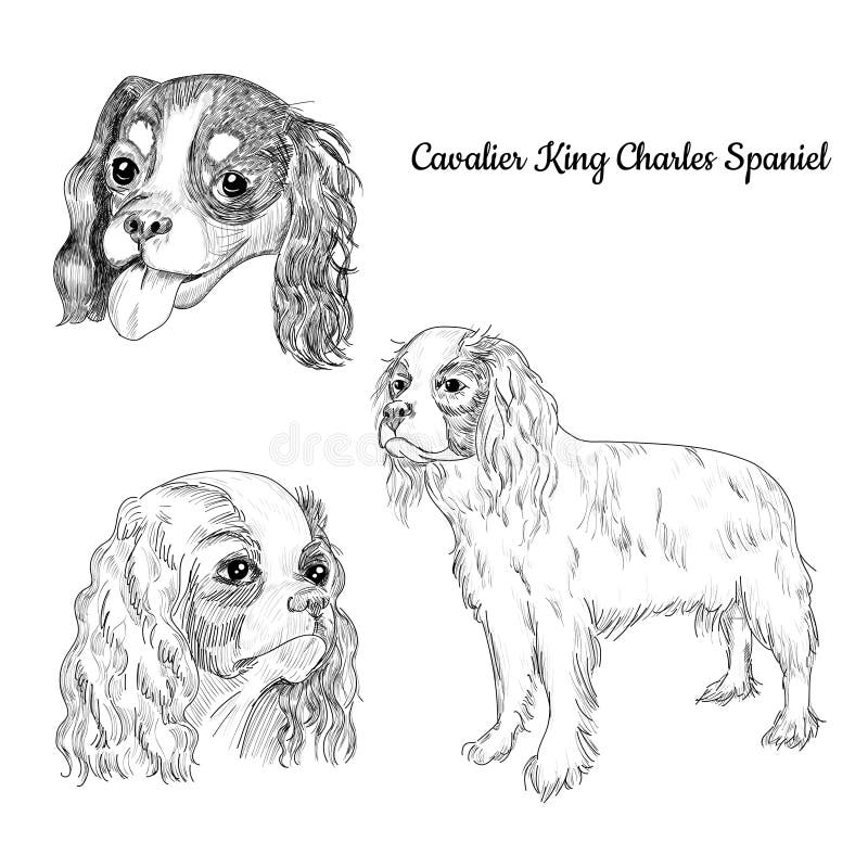 royal spaniel dog