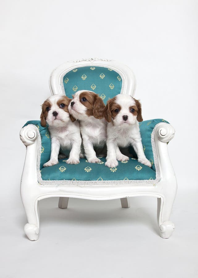 Cavalier King Charles Spaniel puppies royalty free stock images