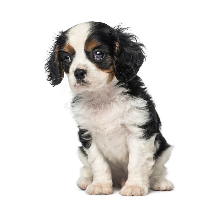 Top 26+ Wallpapers 8 week old cavalier king charles spaniel Excellent Top 26+ Wallpapers 8 week old cavalier king charles spaniel Excellent