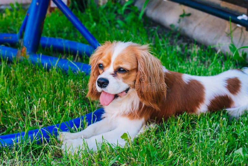Brown And White King Charles Cavalier Spaniel Stock Image