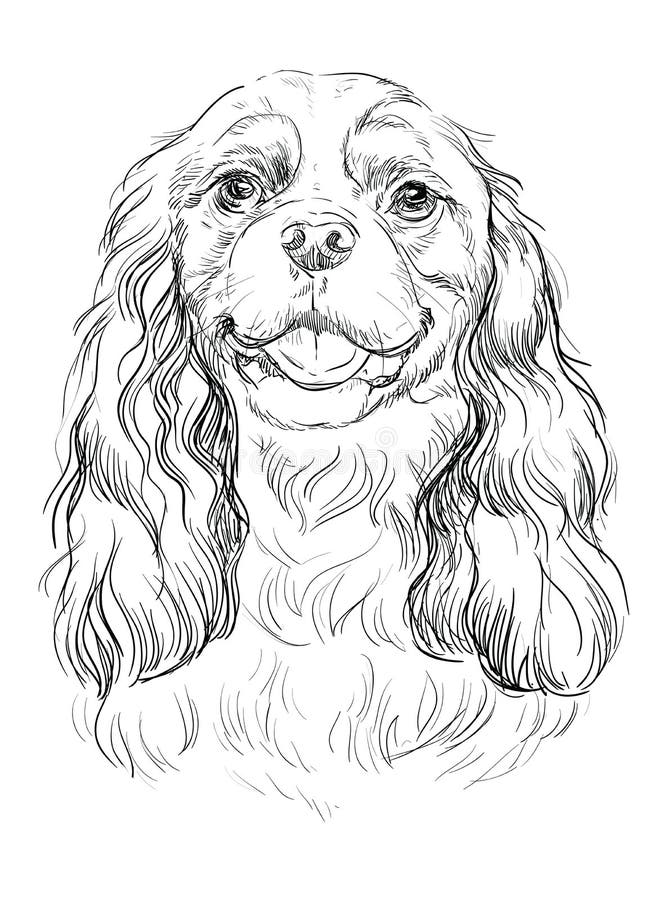 Cavalier Spaniel Puppy Coloring Page Coloring Pages