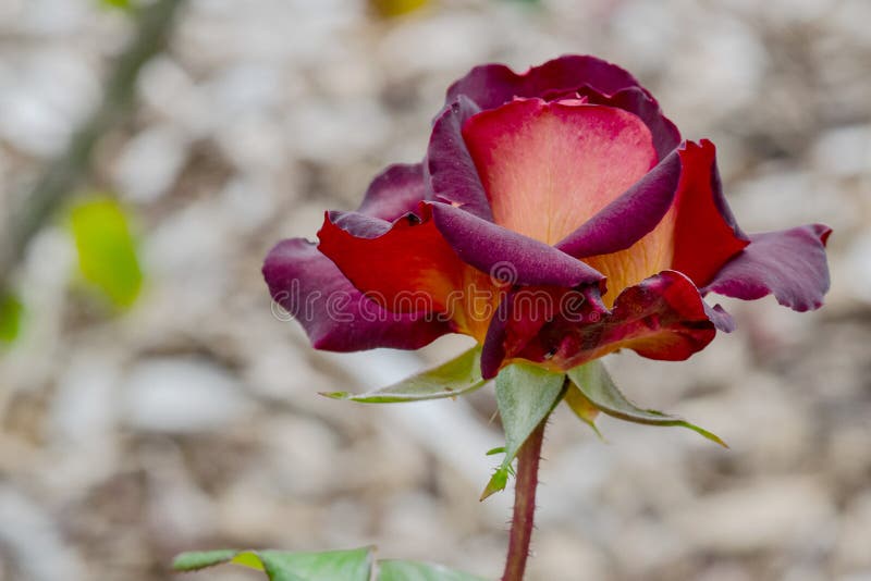 Cavaliere scuro Rose Flower Profile immagine stock libera da diritti Cavaliere scuro Rose Flower Profile immagine stock libera da diritti