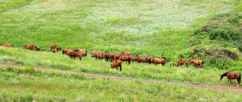 293 324 Buoi Animali Foto Foto Stock Gratis E Royalty Free Da Dreamstime