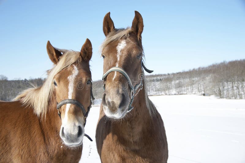 Photo of horses in wintertime a sunny day. Photo of horses in wintertime a sunny day