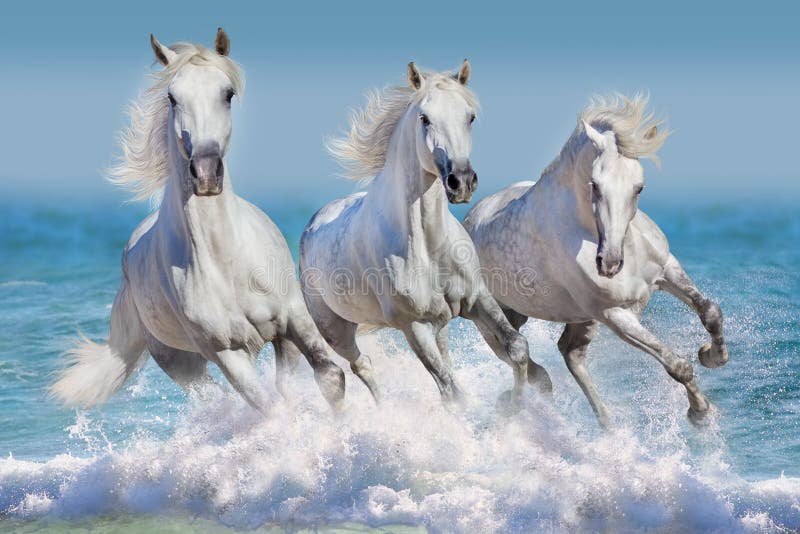 Cavalli in acqua