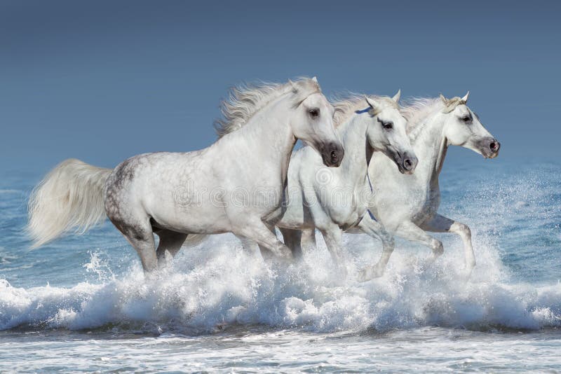 Cavalli in acqua