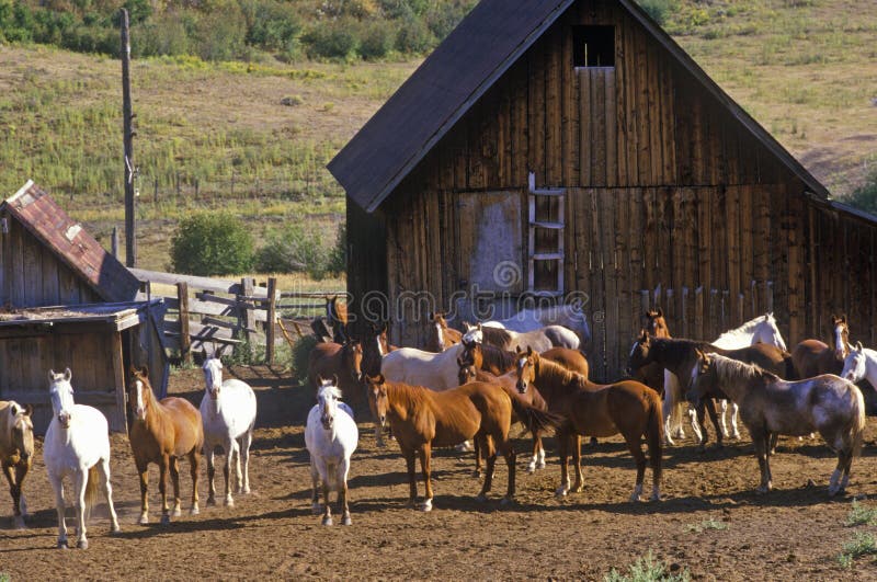 Cavalli al ranch pigro di T, Aspen, CO, Belhi marrone rossiccio