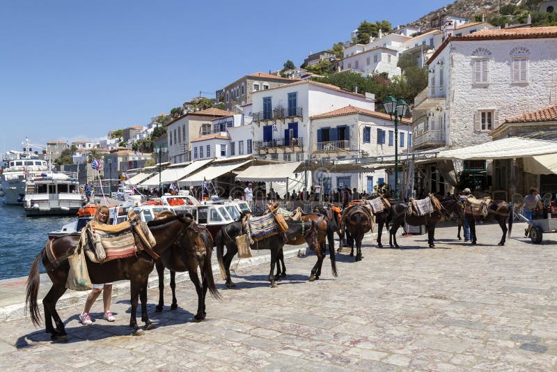 Cavalli, cavallini, muli ed asini alla hydra di Oporto fotografia stock Cavalli, cavallini, muli ed asini alla hydra di Oporto fotografia stock