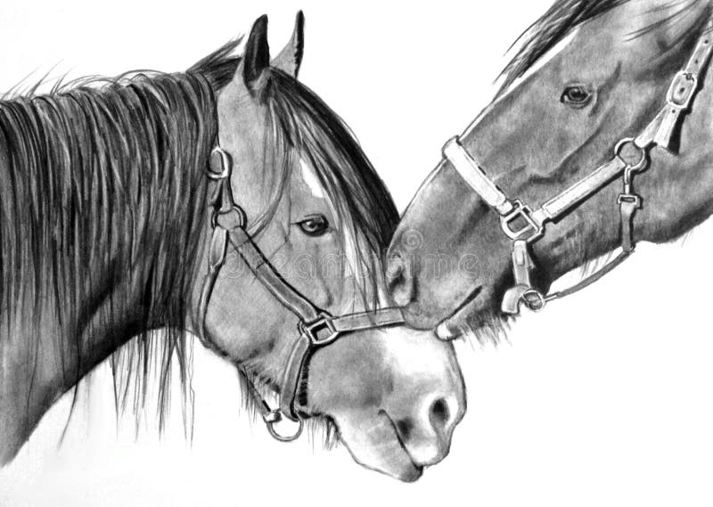 Cavalli che frugano, disegno di realismo della matita illustrazione vettoriale Cavalli che frugano, disegno di realismo della matita illustrazione vettoriale