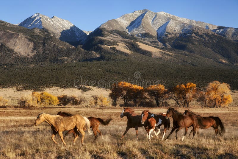 Cavalli correnti con il contesto della montagna