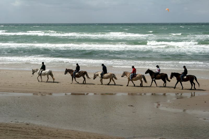 Cavalli danesi sulla spiaggia
