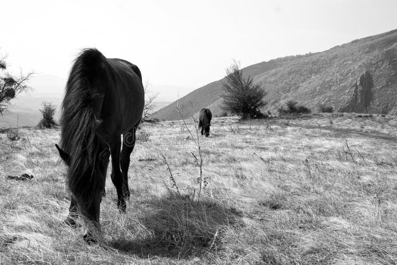 Cavalli di Mauntain