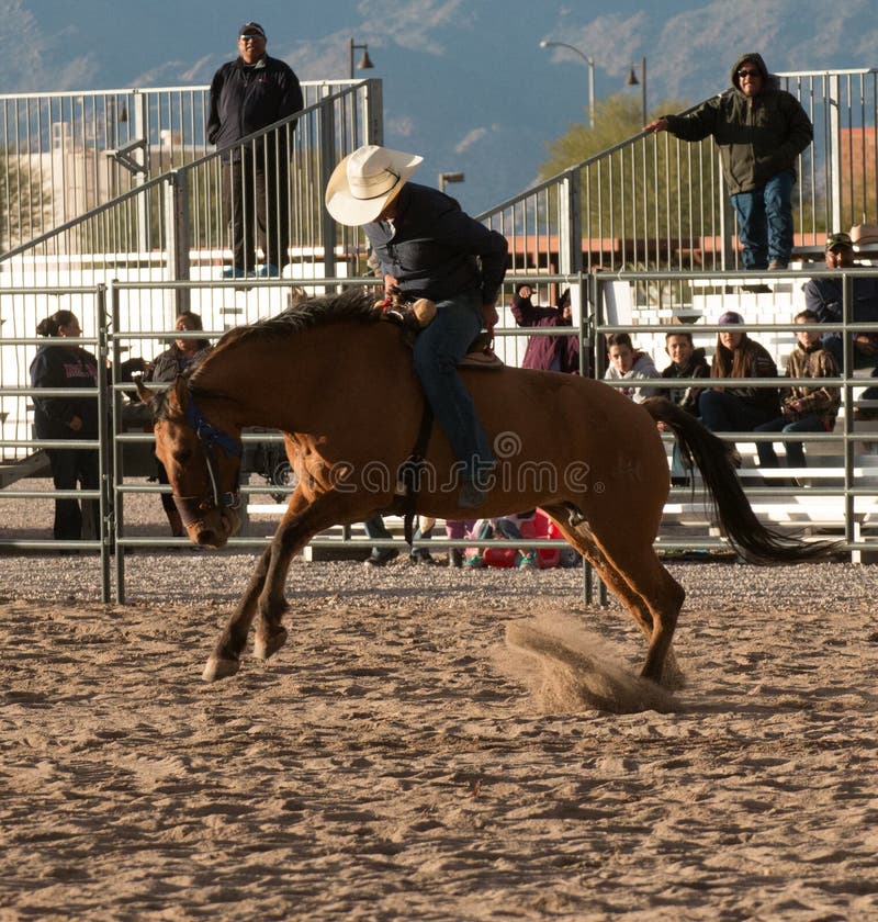 Cavalli Selvaggii Al Rodeo Professionale Immagine Stock Editoriale Immagine di morsa, canada