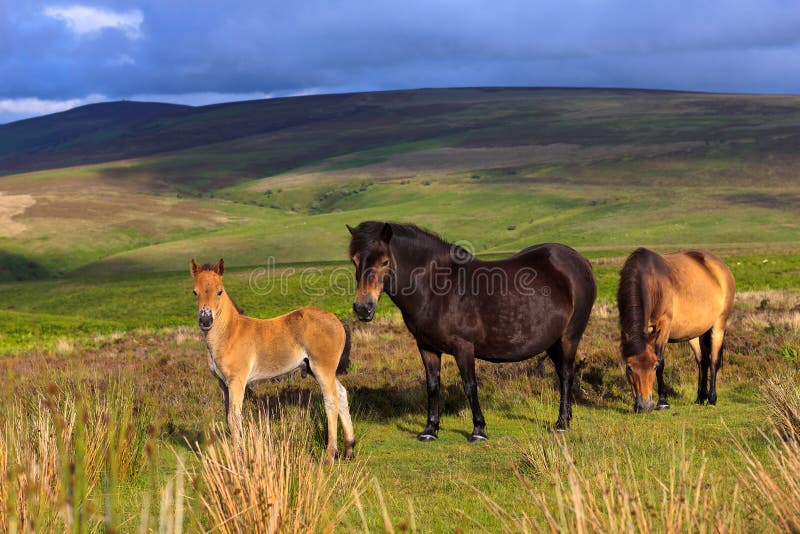 Cavallini di Exmoor fotografia stock. Immagine di colline - 20598558