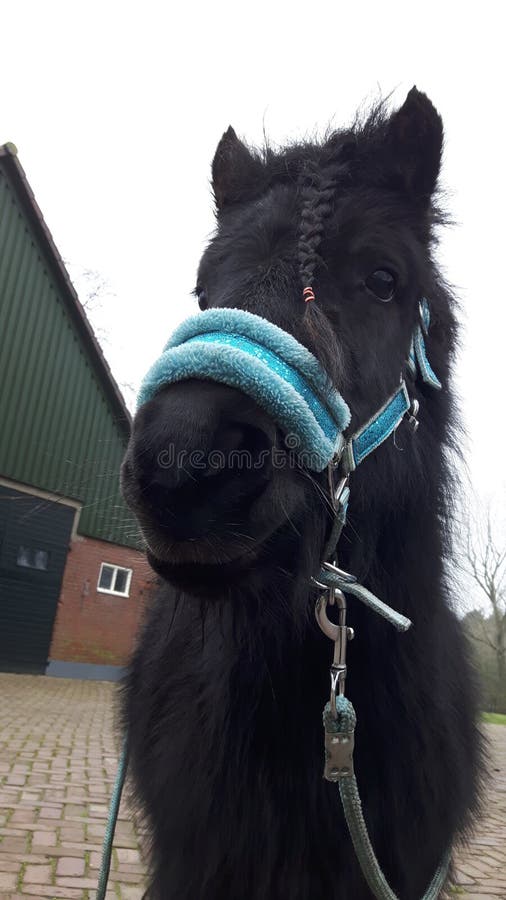  Cavallo immagine stock