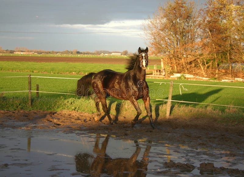 Running horse. Running horse