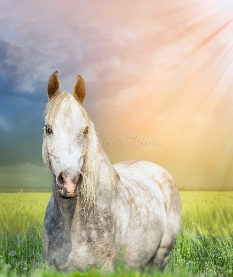 Cavallo arabo bianco sul pascolo al tramonto fotografia stock Cavallo arabo bianco sul pascolo al tramonto fotografia stock