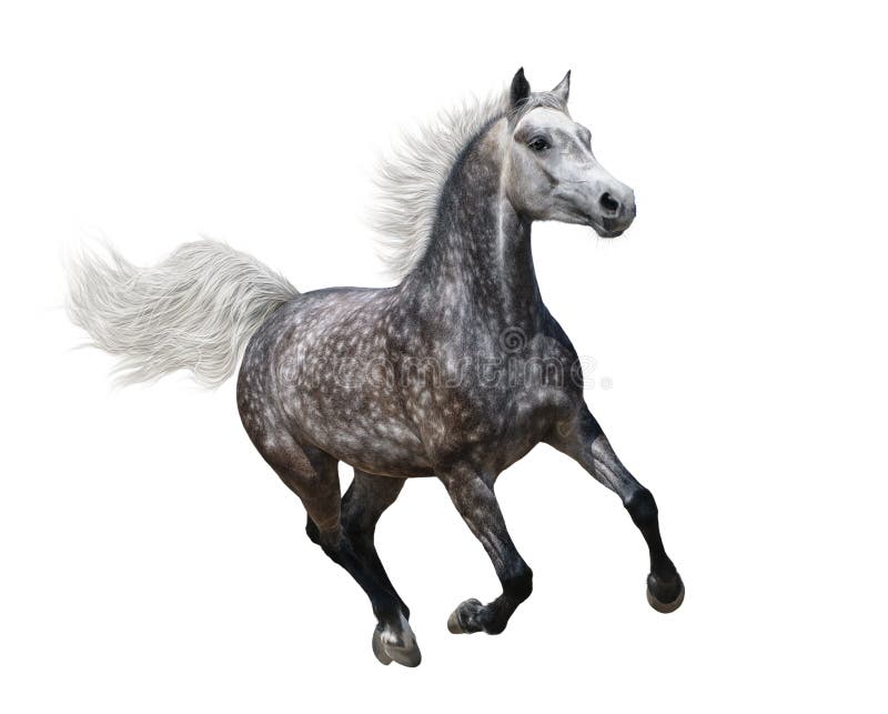 Cavallo arabo dapple-grigio galoppante