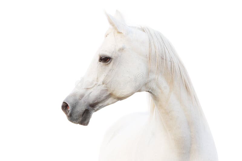 Cavallo bianco arabo immagine stock libera da diritti Cavallo bianco arabo immagine stock libera da diritti