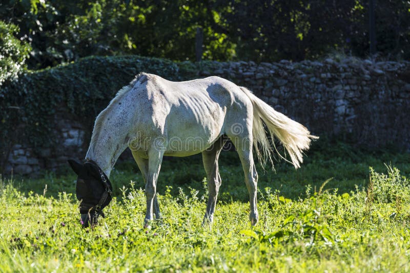 Cavallo bianco che mangia erba in un prato immagine stock libera da diritti Cavallo bianco che mangia erba in un prato immagine stock libera da diritti