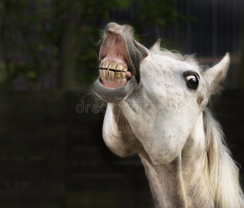 Cavallo bianco che sorride sul fondo scuro fotografie stock Cavallo bianco che sorride sul fondo scuro fotografie stock