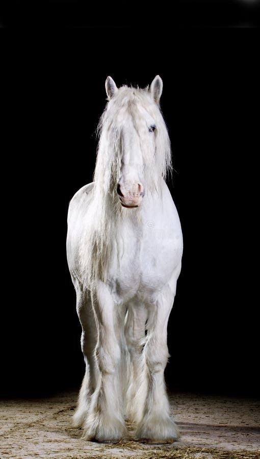 Cavallo bianco. colpo dello studio immagine stock libera da diritti Cavallo bianco. colpo dello studio immagine stock libera da diritti
