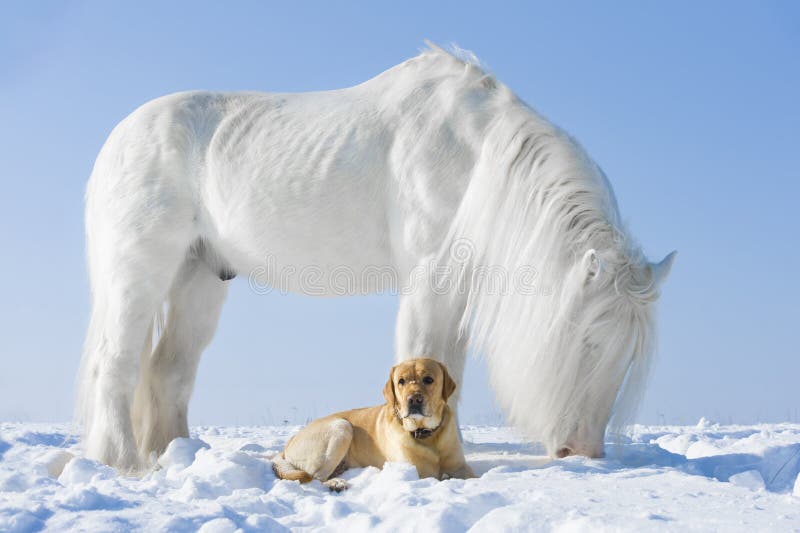 Cavallo bianco e cane dorato nell'inverno immagini stock Cavallo bianco e cane dorato nell'inverno immagini stock