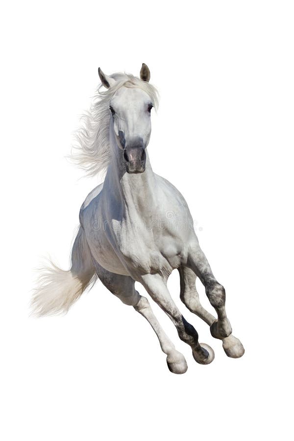 Cavallo bianco isolato immagini stock Cavallo bianco isolato immagini stock
