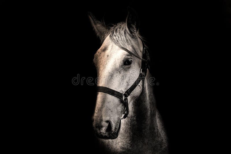 Cavallo bianco sui precedenti neri fotografia stock Cavallo bianco sui precedenti neri fotografia stock