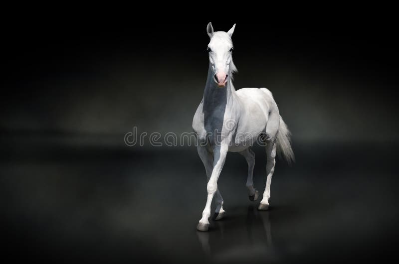 Cavallo bianco sul nero immagini stock Cavallo bianco sul nero immagini stock