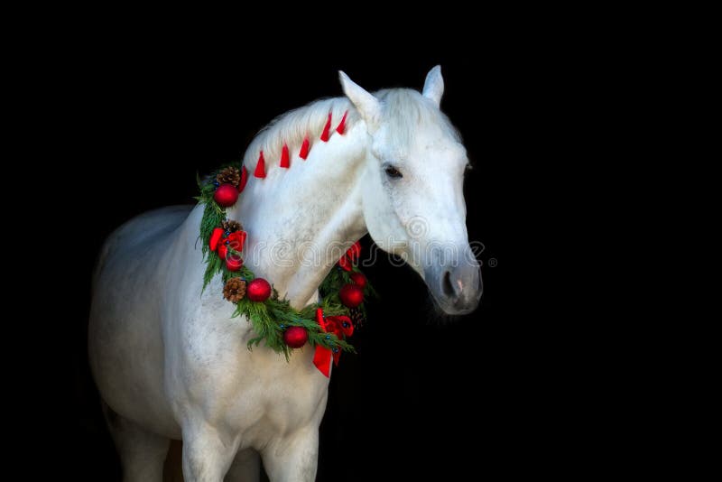 Cavallo bianco sul nero immagine stock libera da diritti Cavallo bianco sul nero immagine stock libera da diritti