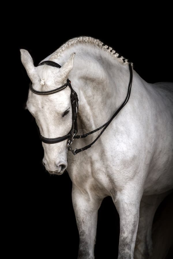 Cavallo bianco sul nero fotografia stock libera da diritti Cavallo bianco sul nero fotografia stock libera da diritti