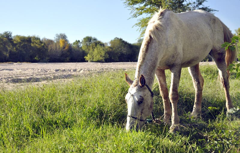 Cavallo che mangia vicino al fiume immagini stock Cavallo che mangia vicino al fiume immagini stock