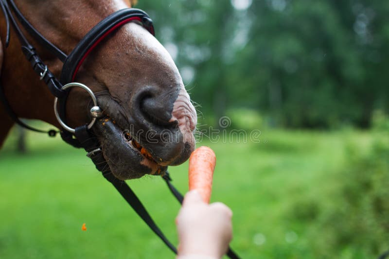 Cavallo che ottiene le carote da una mano delle femmine