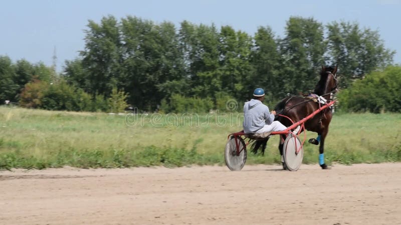 Cavallo con la puleggia tenditrice in carretto sulla pista di corsa