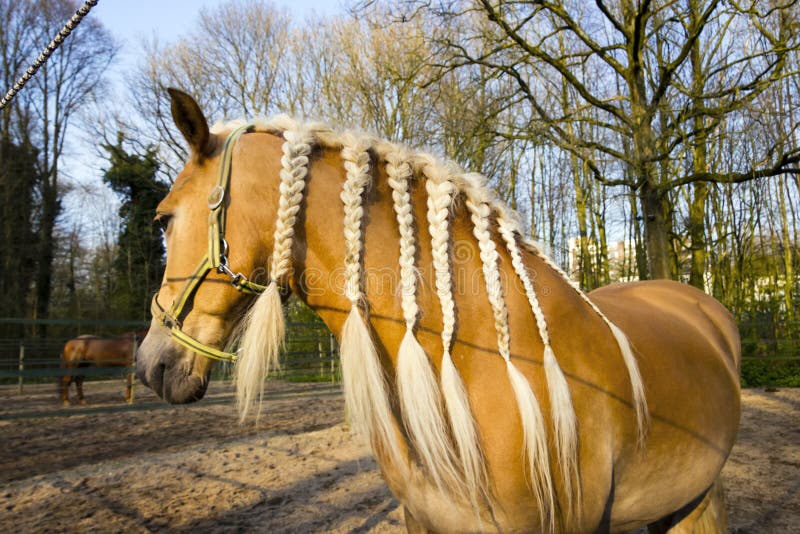 Cavallo con le trecce contro il fondo della molla fotografie stock libere da diritti Cavallo con le trecce contro il fondo della molla fotografie stock libere da diritti