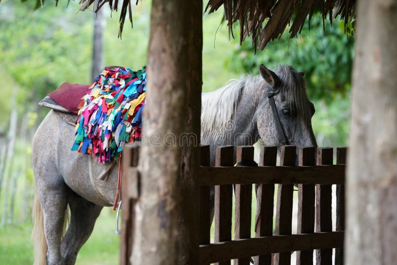 Cavallo con una condizione della sella vicino ad un recinto ed albero con fondo vago nella Repubblica dominicana fotografie stock libere da diritti Cavallo con una condizione della sella vicino ad un recinto ed albero con fondo vago nella Repubblica dominicana fotografie stock libere da diritti