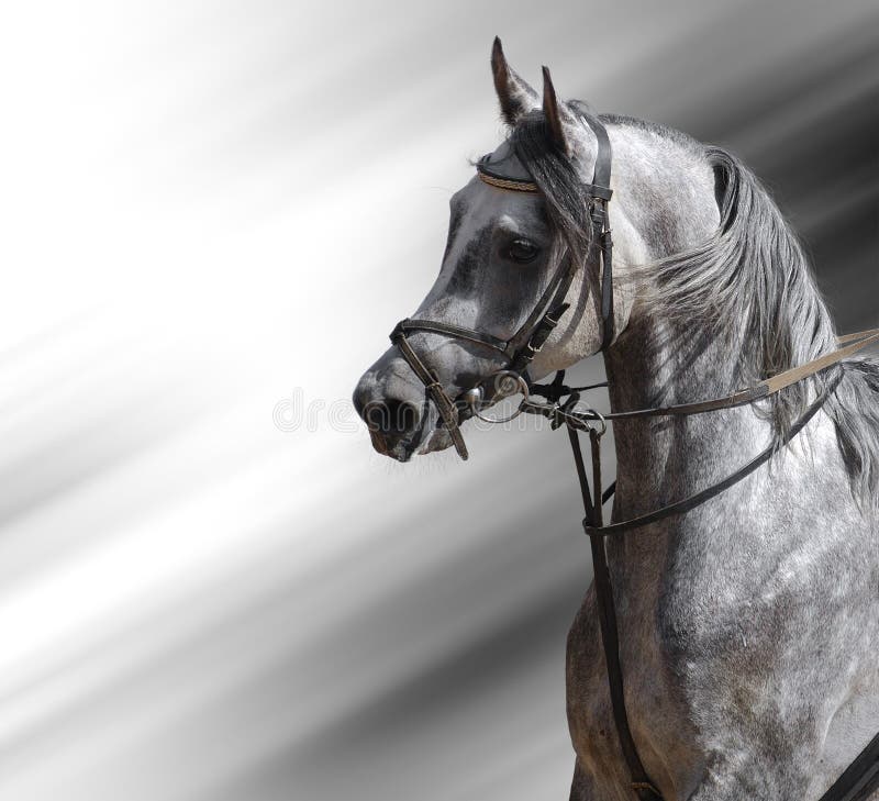 Cavallo Dapple-grigio (arabo)
