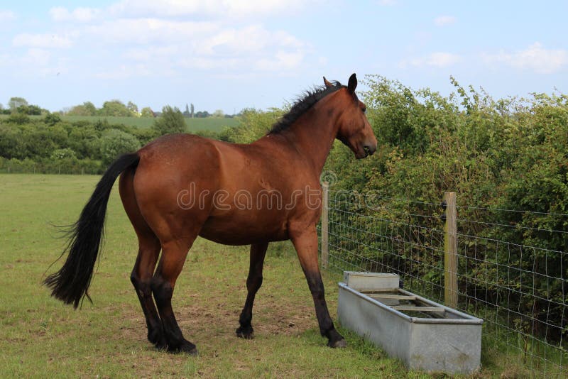 Cavallo del Brown che si leva in piedi sull'erba fotografia stock libera da diritti Cavallo del Brown che si leva in piedi sull'erba fotografia stock libera da diritti