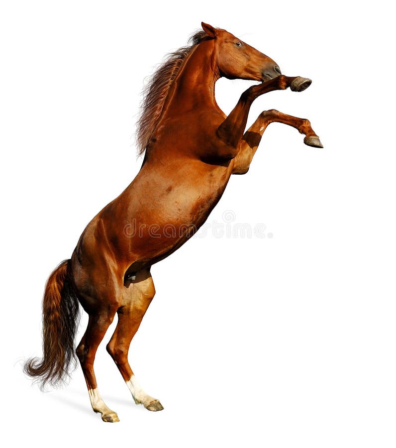 Cavallo di baia immagini stock libere da diritti Cavallo di baia immagini stock libere da diritti