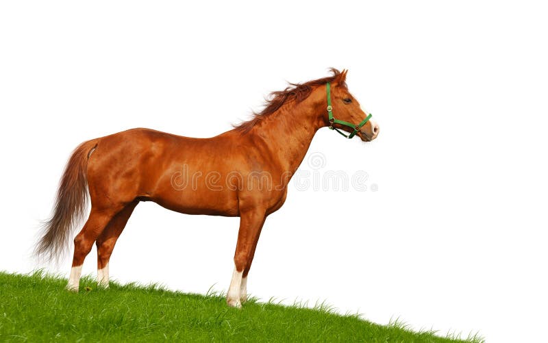 Cavallo di baia fotografia stock
