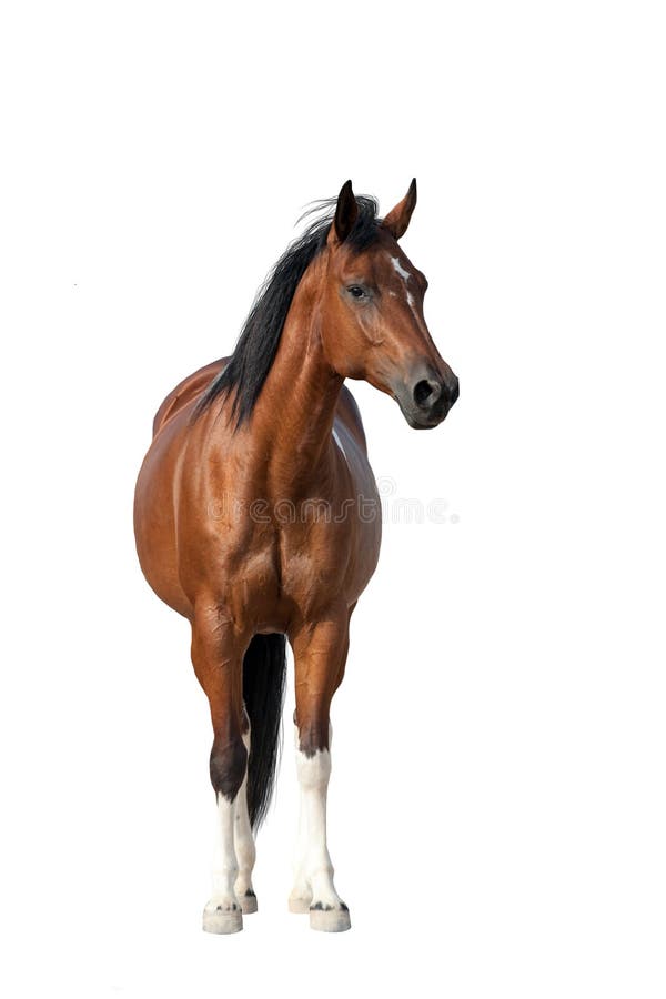 Cavallo di baia isolato immagine stock
