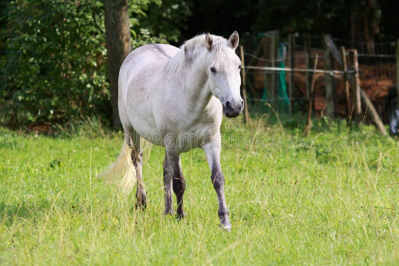 Cavallo di Camargue fotografia stock libera da diritti Cavallo di Camargue fotografia stock libera da diritti