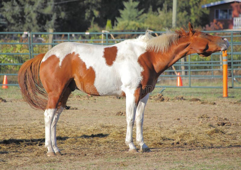 Cavallo di profilo che scuote testa fotografie stock libere da diritti Cavallo di profilo che scuote testa fotografie stock libere da diritti